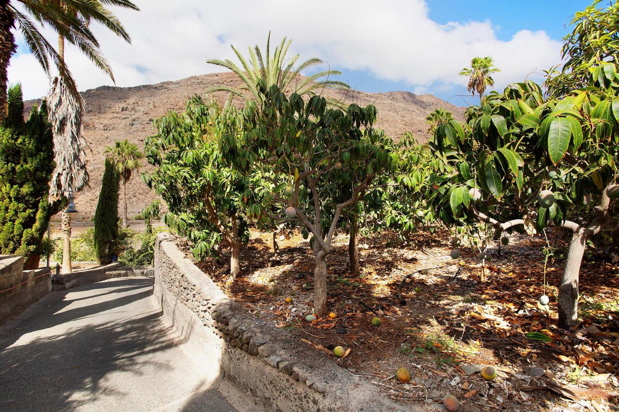 Paraiso Del Molinero Bajo Mogán エクステリア 写真