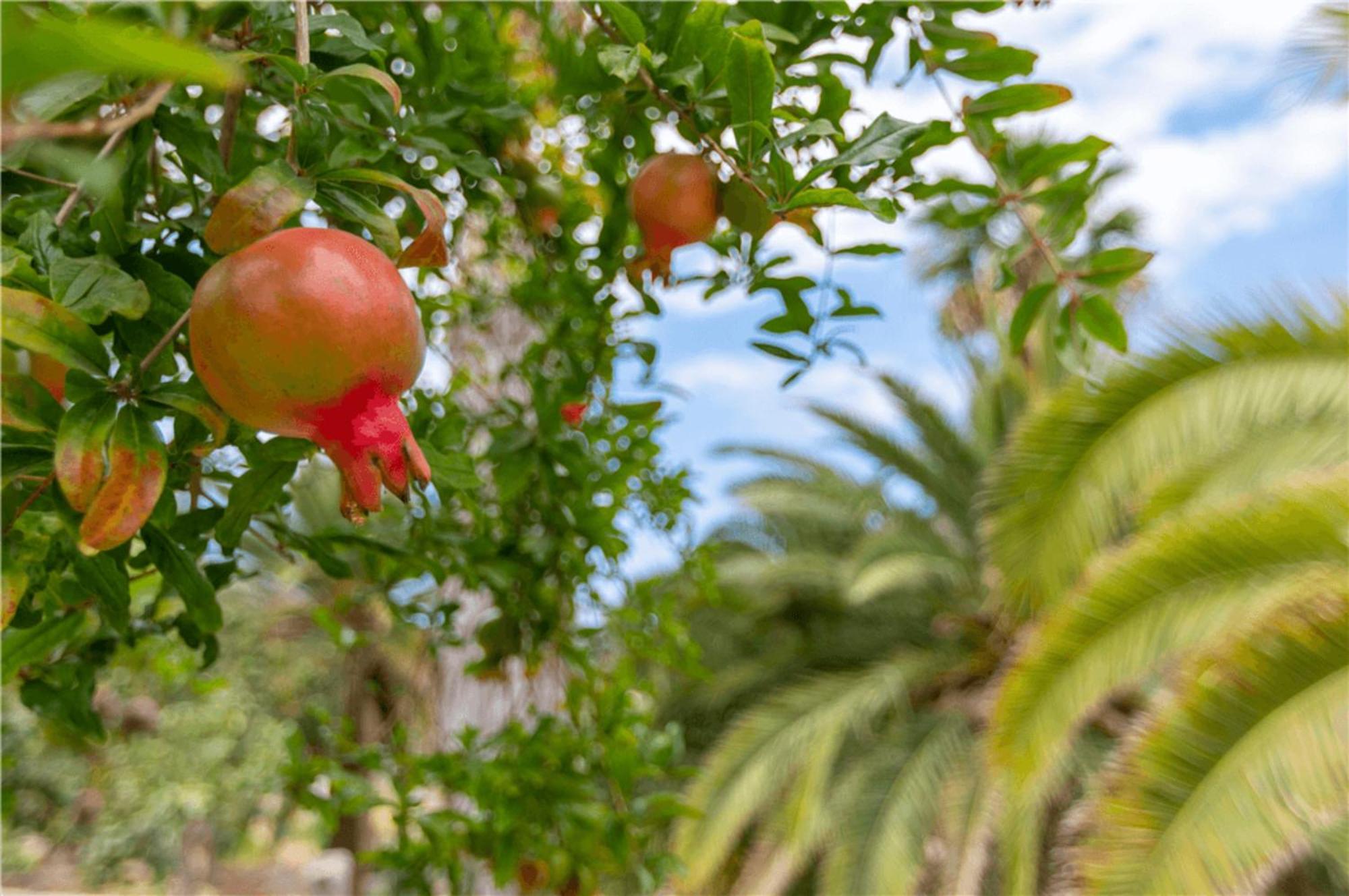 Paraiso Del Molinero Bajo Mogán エクステリア 写真